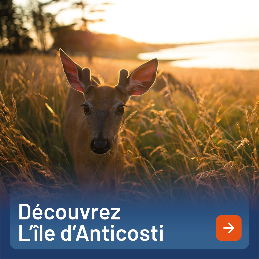 Découvrez Anticosti