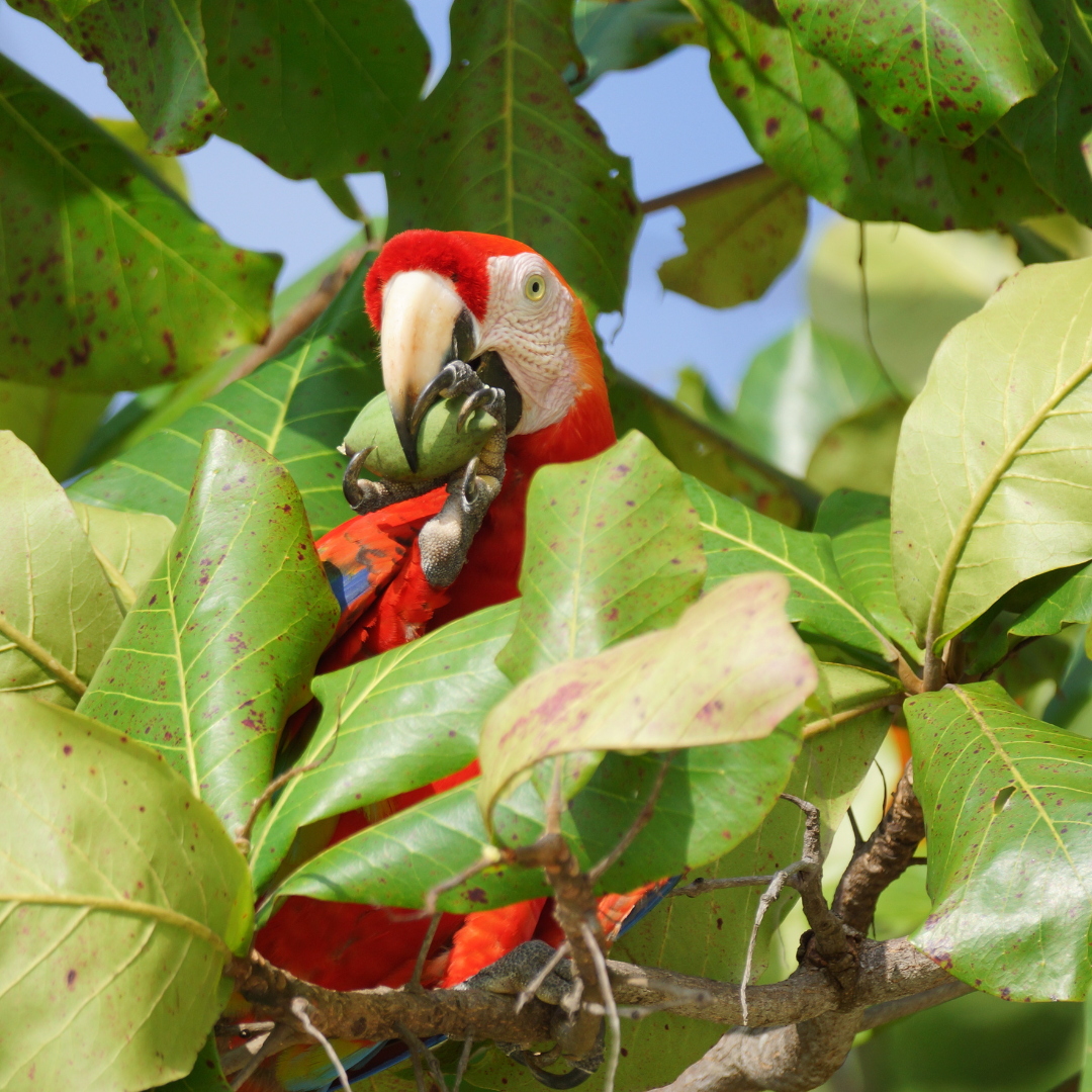 Circuit Ornithologique au Costa Rica